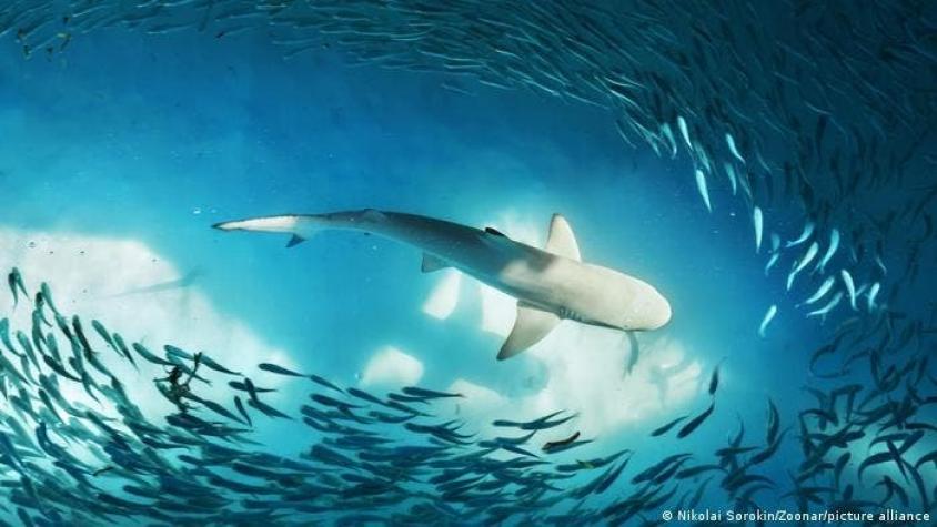 "El GPS de la naturaleza": tiburones navegan utilizando campos magnéticos de la Tierra como brújula