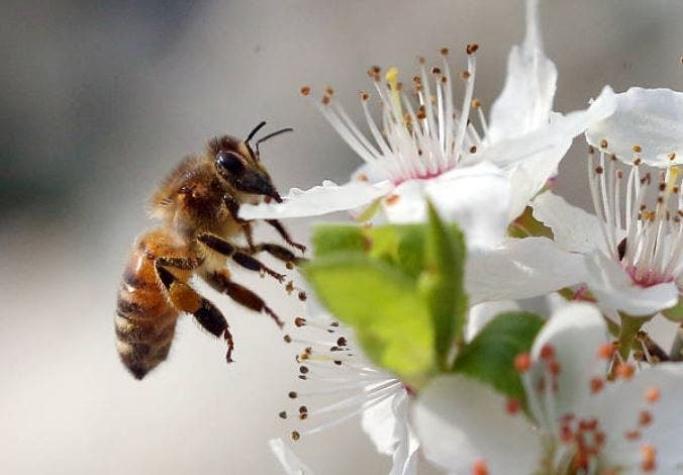 Entrenan abejas para oler e identificar casos de Covid-19 en segundos