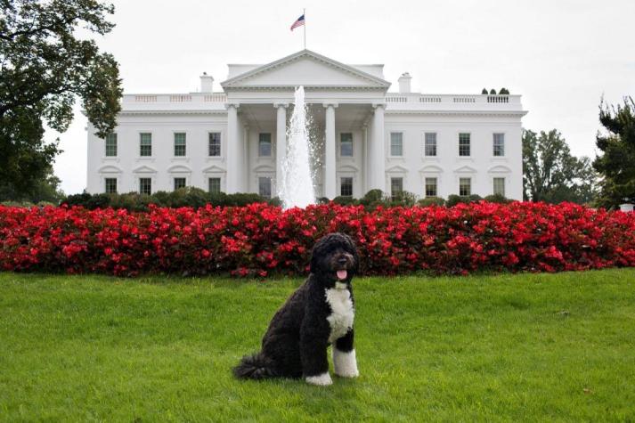 Obama despide al perro que lo acompañó en la Casa Blanca : "Era exactamente lo que necesitábamos"
