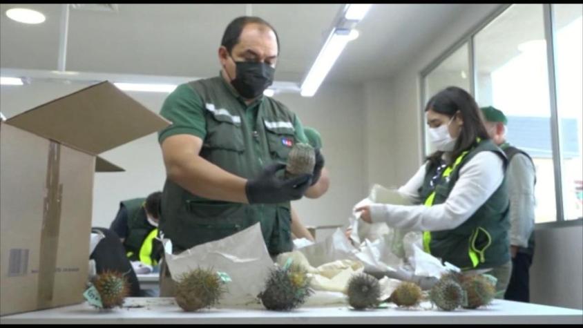 [VIDEO] Operación Atacama: cactus chilenos robados regresan desde Italia