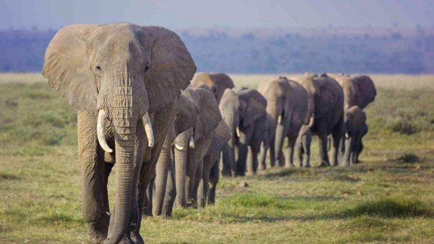 Encuentran al menos 18 elefantes muertos en India: Habrían perdido la vida tras la caída de un rayo