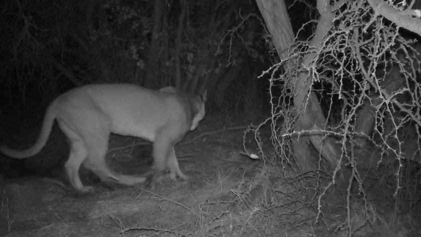 [VIDEO] Hace más de 10 años que no se lograban registros de un puma: en reserva lago peñuelas