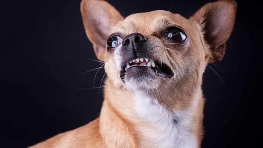 Perro chihuahua arriesga "pena de muerte" tras morder a una vendedora de cosméticos