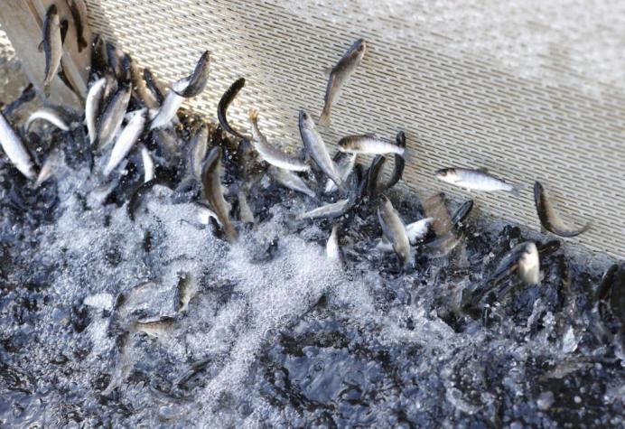 Muerte masiva de peces pone a la industria salmonera chilena en la mira