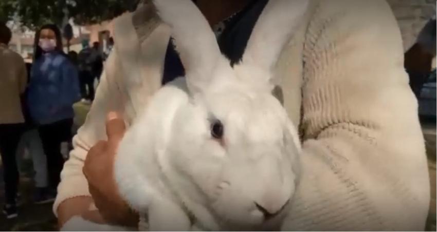 [VIDEO] Hombre llegó a votar con su conejo en Valparaíso