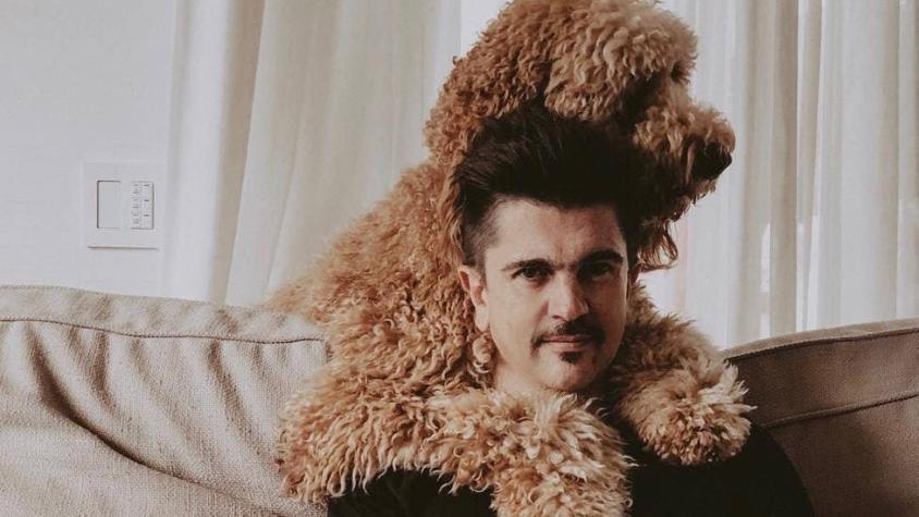 "Parece un peluche": el gran revuelo en Instagram que está causando el perro gigante de Juanes
