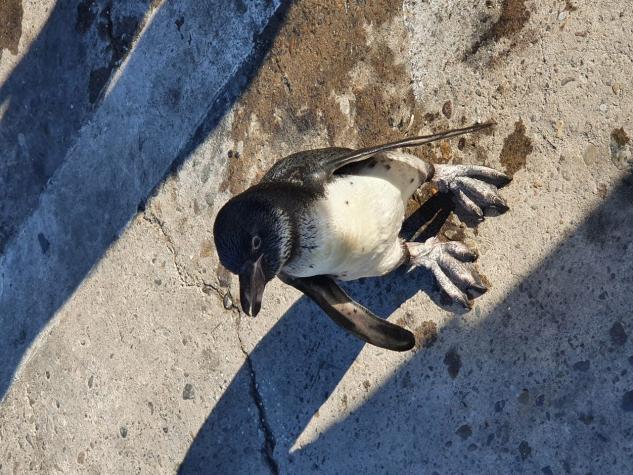 Rescatan a pingüino desorientado en playa Torpederas de Valparaíso