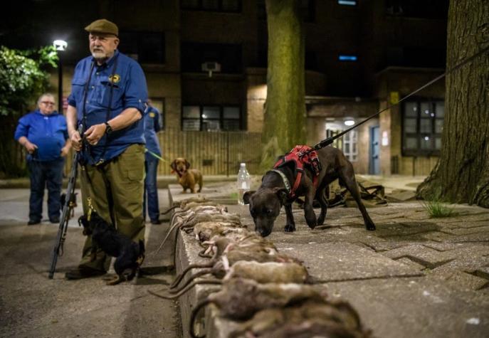 Hombres entrenan perros para que busquen y cacen la ratas que habitan en Nueva York