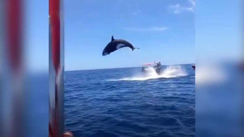 [VIDEO] El impactante momento en que una orca salta metros para golpear a un delfín en el aire