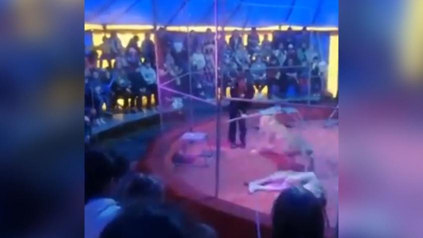 [VIDEO] Domador de circo sufre brutal ataque por leona en pleno show y luego es hospitalizado