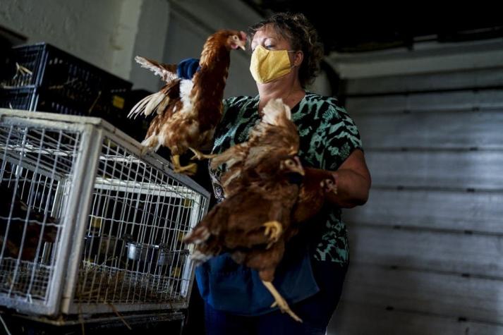 "Dejen de besar a los pollos", piden las autoridades sanitarias de Estados Unidos