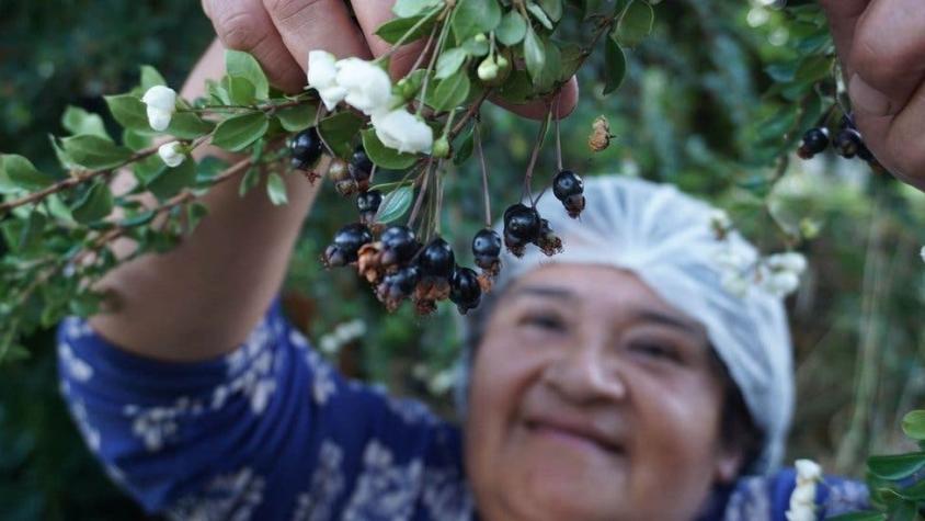 Las maravillosas propiedades de los frutos patagónicos que la ciencia recién ahora está descubriendo