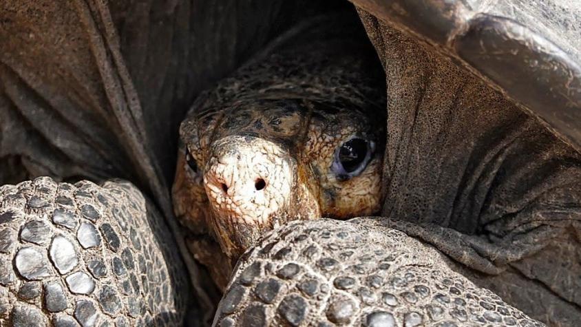 Sorpresa en Galápagos tras hallazgo de tortuga que se creía extinguida desde hace 100 años