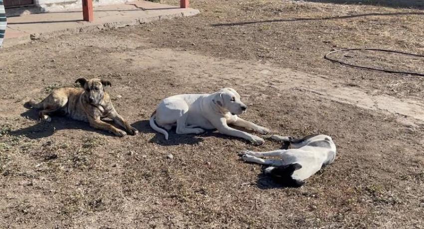 PDI investiga presunto envenenamiento masivo de perros en Nancagua