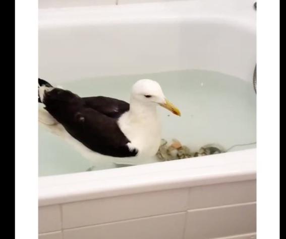 Conmovedor rescate a gaviota moribunda en Valparaíso: joven la rehabilitó en su baño