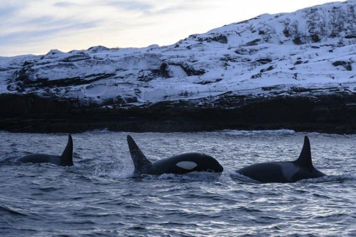 Investigación con drones revela profunda amistad entre las orcas