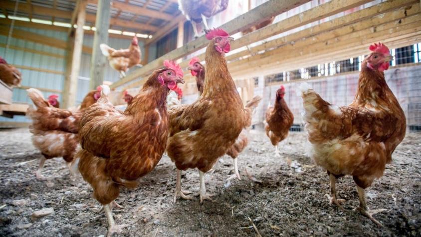 China confirma primer contagio humano de cepa de gripe aviar H10N3