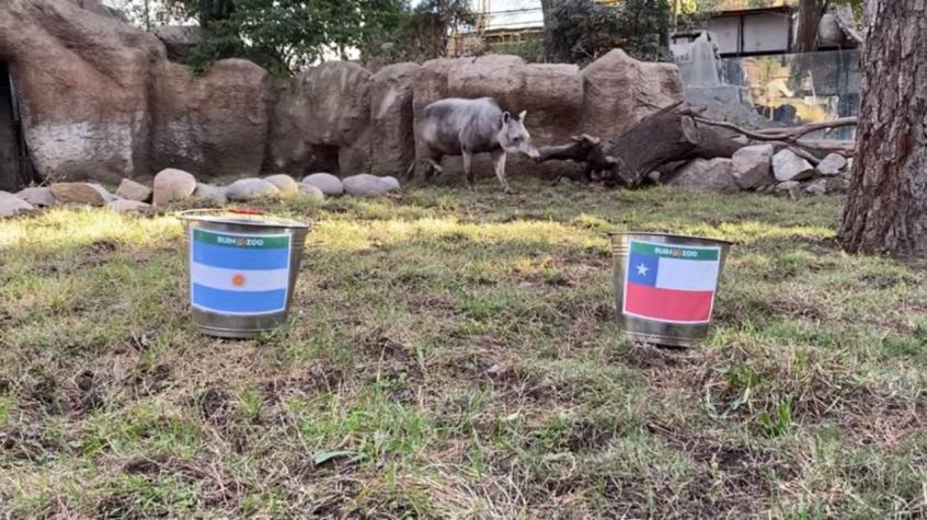 Tapir Manolo del Buin Zoo predice al ganador entre Chile y Argentina