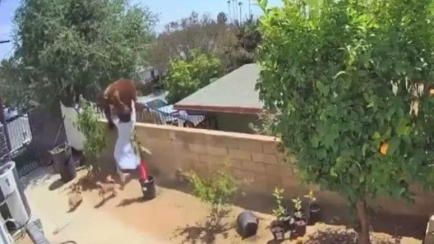 [VIDEO] Mujer se enfrenta a oso para salvar a sus perros y se vuelve viral en redes sociales