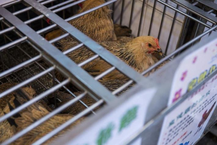 Qué es, cómo se transmite y su riesgo: Lo que sabemos del primer caso en humanos de gripe aviar