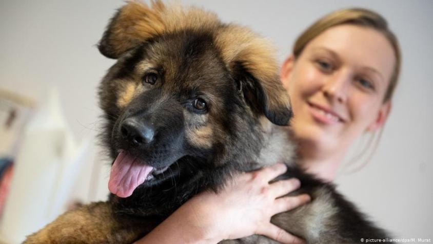 Estudio siguiere que los perros nacen preparados para comunicarse con las personas