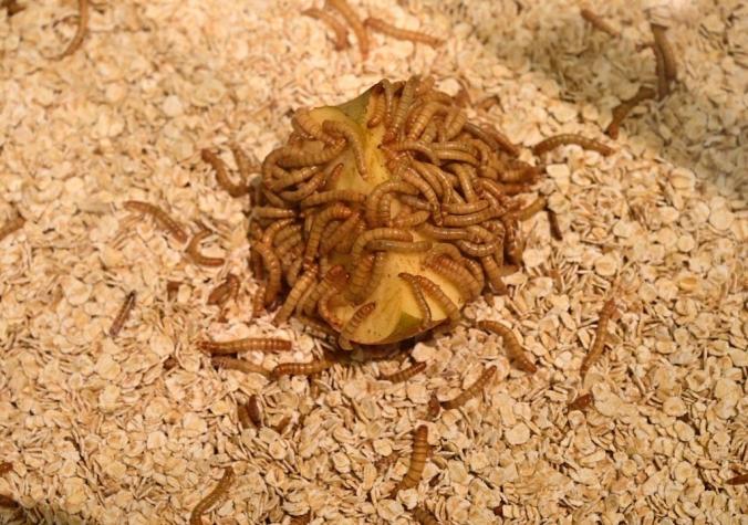 ¿Comerías harina de gusano?: Unión Europea aprueba el consumo de los productos a base de insectos
