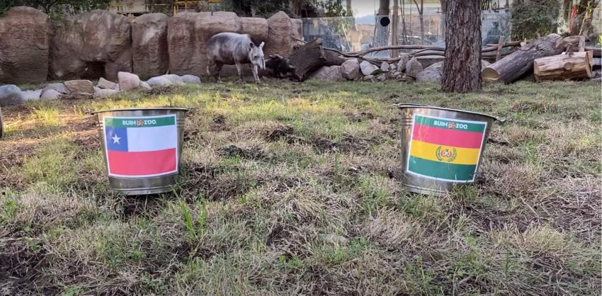 ¿Quién gana? Tapir Manolo del Buin Zoo ya tiene a su favorito para el duelo entre Chile y Bolivia