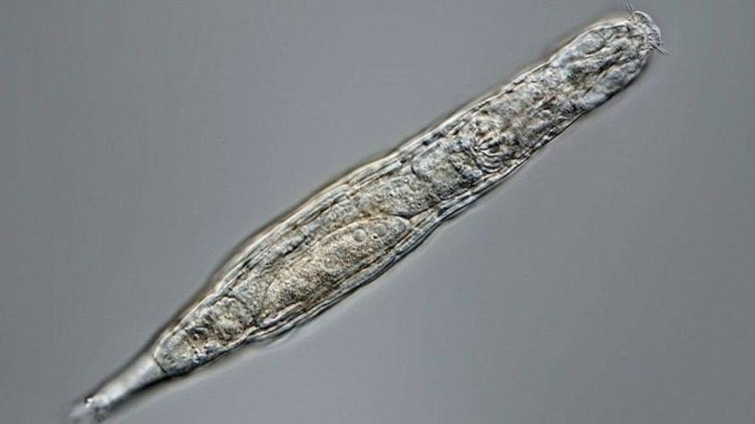 El organismo que sobrevivió 24.000 años congelado en Siberia
