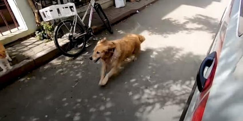 [VIDEO] Siempre leal: Perro persigue ambulancia que lleva a su dueña hasta el hospital