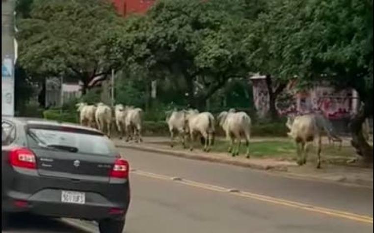 [VIDEO] Grupo de vacas descontroladas causa caos en Bolivia: Dejan cuatro heridos