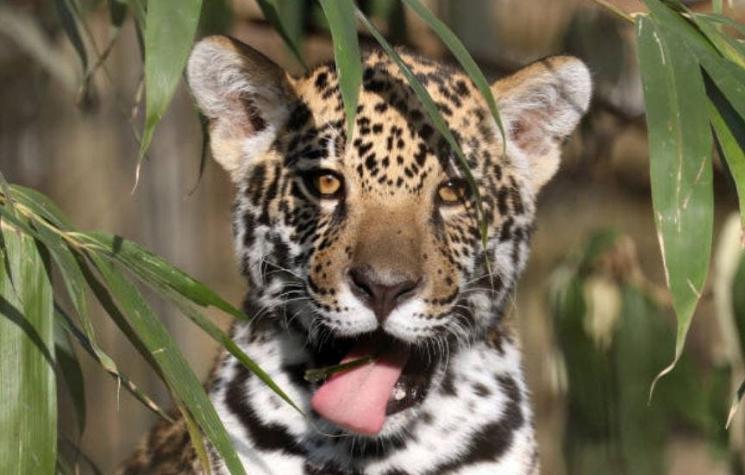 [FOTO] Un fotógrafo capta un leopardo perfectamente camuflado a simple vista