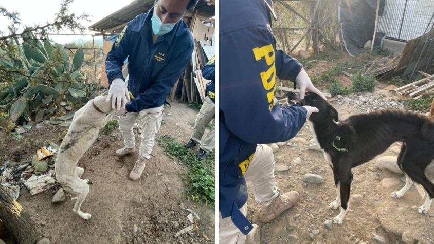 Desnutridos, amarrados y sin techo: Develan maltrato contra perros galgos en Pirque