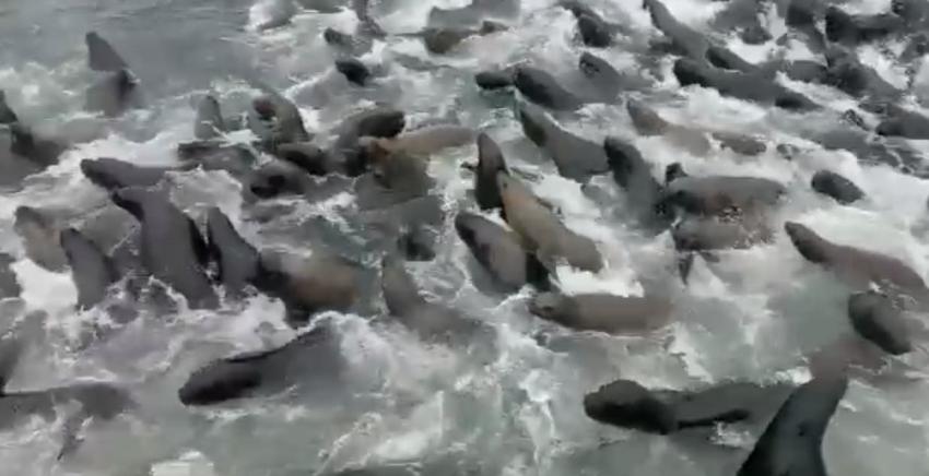 Miles de lobos marinos intentaron subir a embarcación pesquera para escapar de orcas en Talcahuano