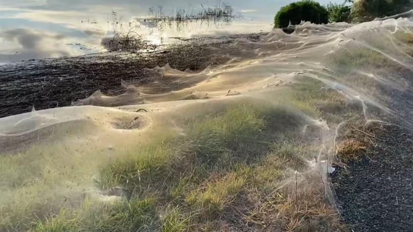 Las enormes telarañas que cubrieron un territorio en Australia tras una tempestad