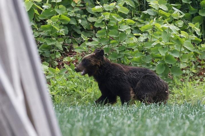Cazadores matan a oso que atacó a cuatro personas en una ciudad de Japón