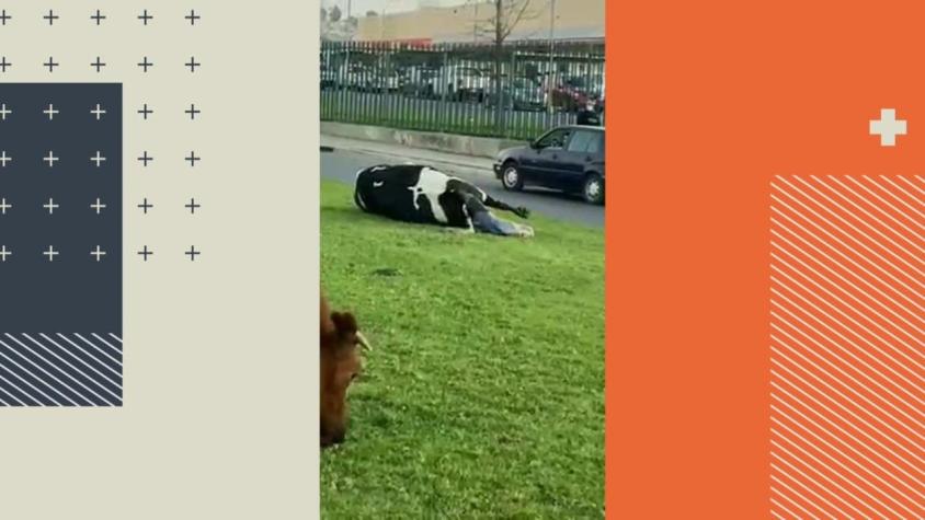 [VIDEO] Un ternero nace en plena calle en El Belloto