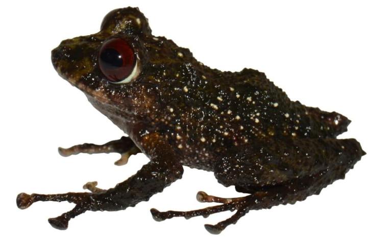 Pristimantis ledzeppelin: Nueva especie de rana fue bautizada en honor a Led Zepellin