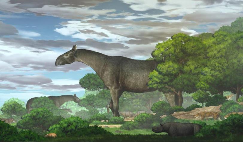 Descubren fósiles de gigantesco rinoceronte prehistórico: Era más alto que una jirafa