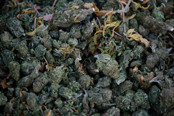 [VIDEO] Carabineros logra incautar cerca de mil plantas de Cannabis Sativa