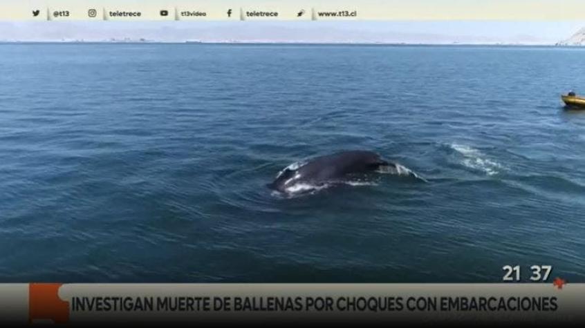 [VIDEO] Investigan muertes de ballenas por choque con embarcaciones