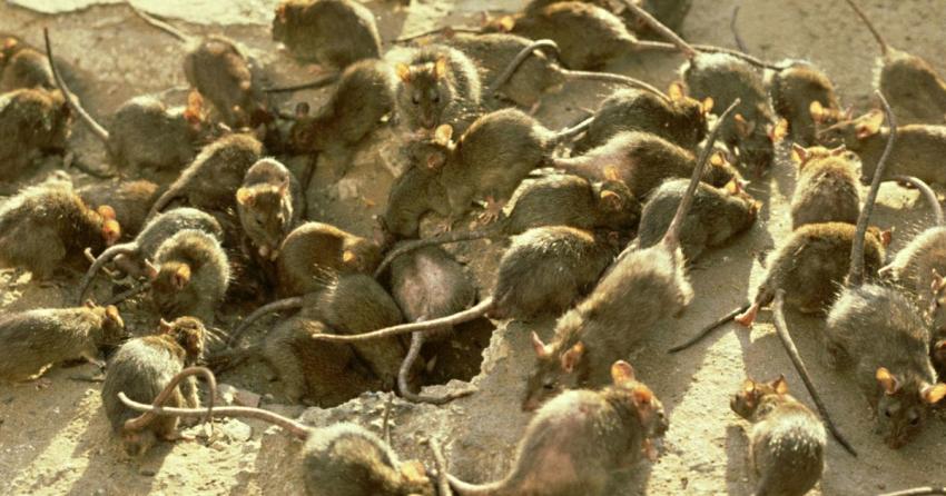 Una plaga de ratones obliga a evacuar a presos de una cárcel de Australia