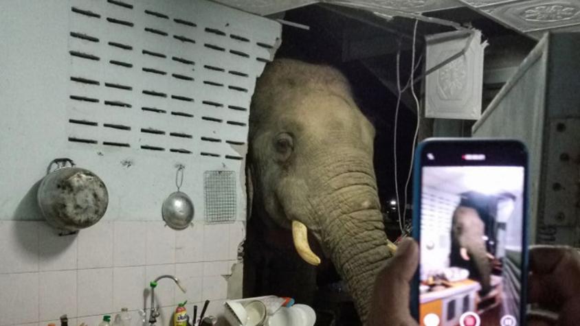 Familia tailandesa recibe visita reiterada de un elefante en su cocina