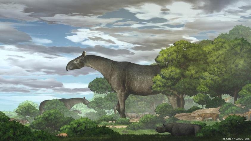 Fósiles de China son de una nueva especie de rinoceronte gigante "más alto que una jirafa"