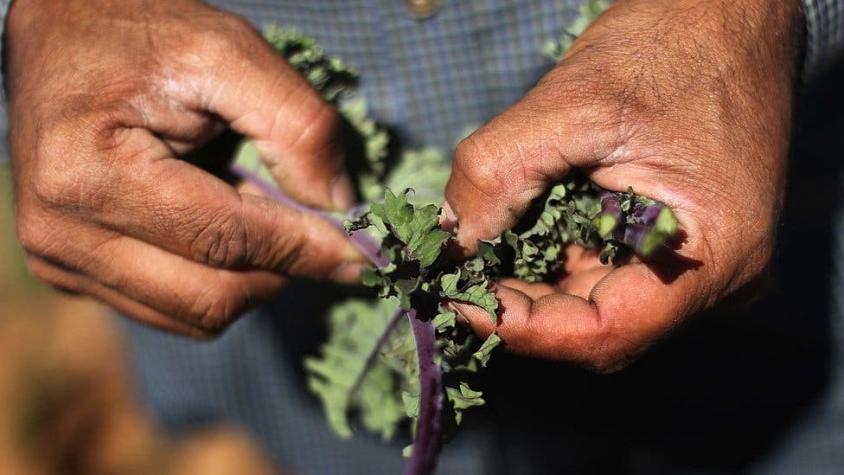 Cómo los agricultores y científicos modifican tus alimentos para que tengan mejor sabor