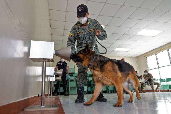 Perros detectan a contagiados con el COVID-19 oliendo su sudor en Ecuador