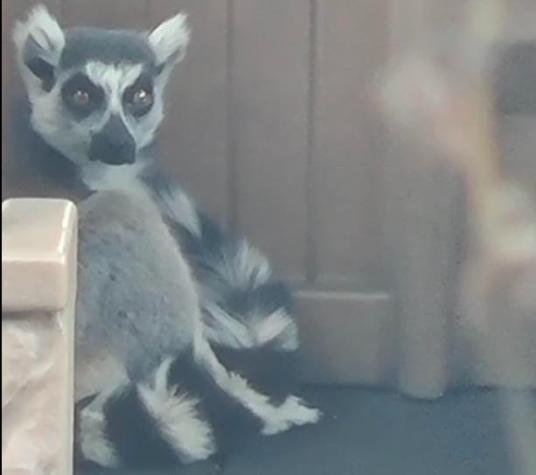 Hombre es detenido por robarse a un lemur desde un zoológico: Niño reconoció al ejemplar sustraído