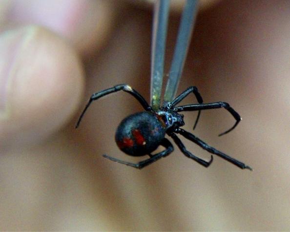 Bolivia: Niños se dejan picar por araña viuda negra para obtener "poderes de Spider-Man"