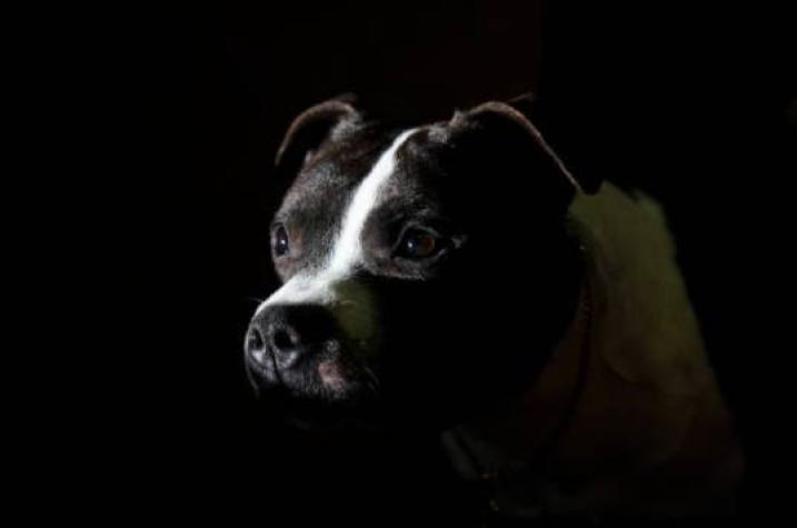 [VIDEO] Hombre protegió con su cuerpo a su perro anciano del ataque de dos Bull Terrier