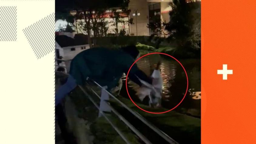 [VIDEO] Desconocidos roban un ganso desde centro comercial en Puerto Varas