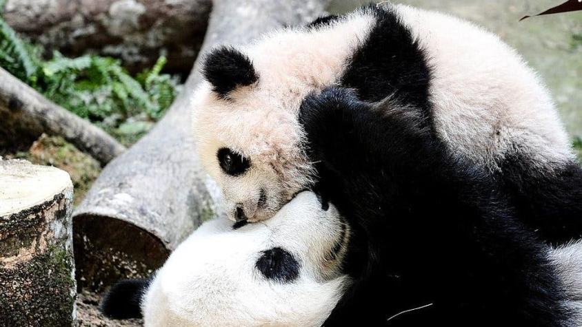 El panda gigante deja de estar en peligro de extinción: ¿cómo China salvó su "tesoro nacional"?
